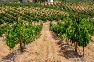 Guided Tour of Quinta do Francês with Wine Tasting