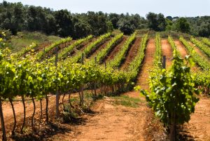 Visita às Vinhas e Adega da Quinta João Clara com Prova de Vinhos