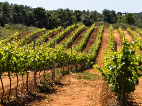 Visit to the Vineyards and Winery of Quinta João Clara with Wine Tasting
