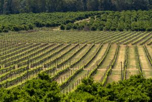 The Historic Vineyards of Quinta da Penina: Wine Tour and Tasting