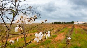 Safari com jipes pelas vinhas da Quinta da Malaca