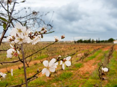 Jeep Safari through the Vineyards of Quinta da Malaca